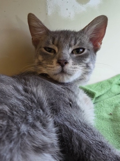 HISSTON CHURCHILL - Domestic Shorthair / Mix available for adoption