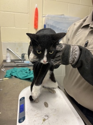 MEOWLIVIA - Domestic Shorthair / Mix available for adoption