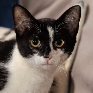 BETHANY - Domestic Shorthair / Mix available for adoption