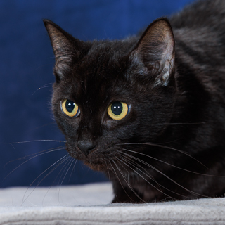 COBWEB - Domestic Shorthair / Mix available for adoption