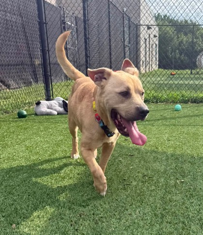 SUNNY - Retriever / Mix available for adoption