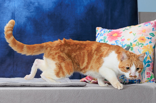 BEANS ON TOAST - Domestic Shorthair / Mix available for adoption