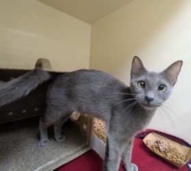 GALE - Domestic Shorthair / Mix available for adoption