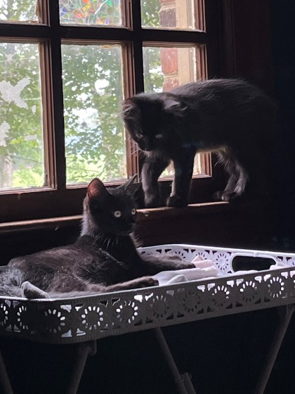 ANJOU - Domestic Shorthair / Mix available for adoption