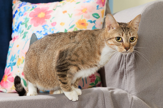 MELODEE - Domestic Shorthair / Mix available for adoption