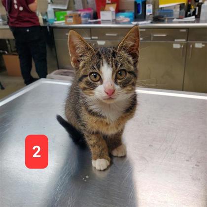SARABI - Domestic Shorthair / Mix available for adoption