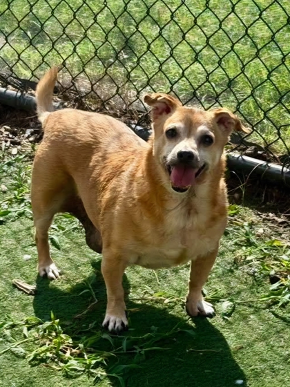 THOR'S HAMMER - Short Coat Chihuahua / Mix for adoption in Chesapeake