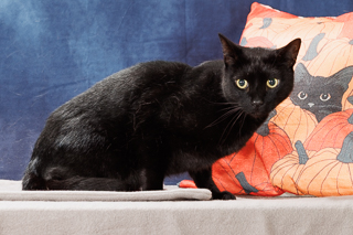 KURO - Domestic Shorthair / Mix available for adoption