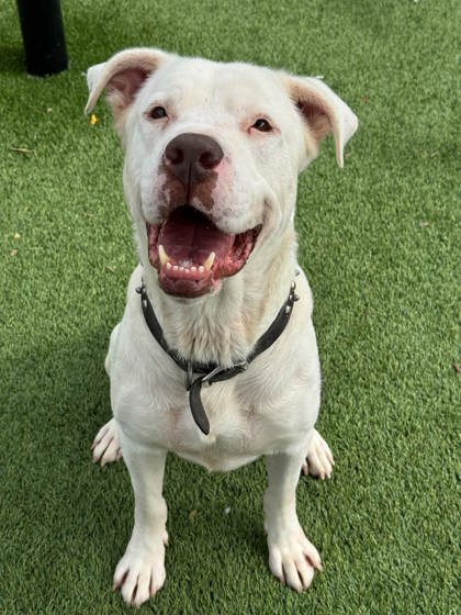 ARMADILLO - Pit Bull Terrier / Mastiff available for adoption