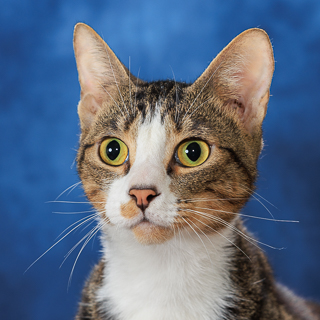 MARCO - Domestic Shorthair / Mix available for adoption