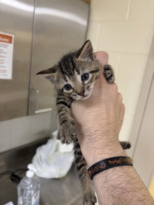 BT - Domestic Shorthair / Mix available for adoption