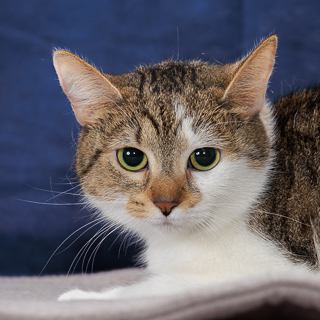 BEAUTY - Domestic Shorthair / Mix available for adoption