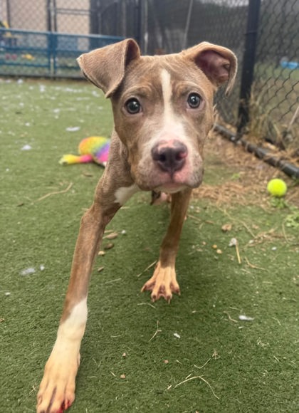 BARNEY - Pit Bull Terrier / Mix available for adoption