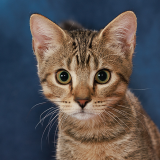 SON OF CHIA - Domestic Shorthair / Mix available for adoption