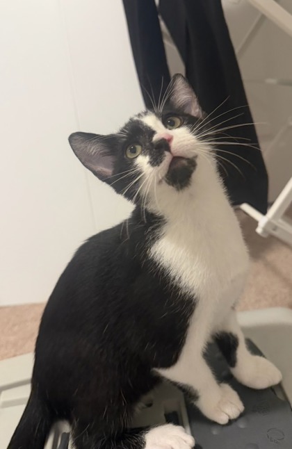 DRIX - Domestic Shorthair / Mix available for adoption