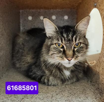 THELMA - Domestic Longhair / Mix available for adoption