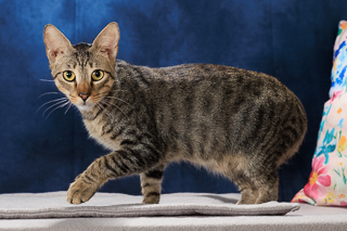 MARLON - Domestic Shorthair / Mix available for adoption