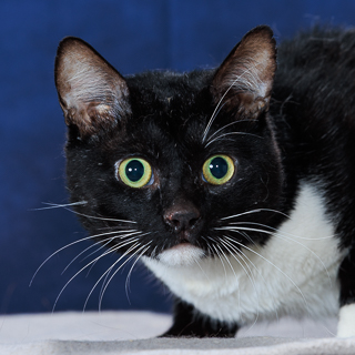 CAULDRON - Domestic Shorthair / Mix available for adoption