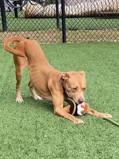HAZEL - Hound / Mix available for adoption