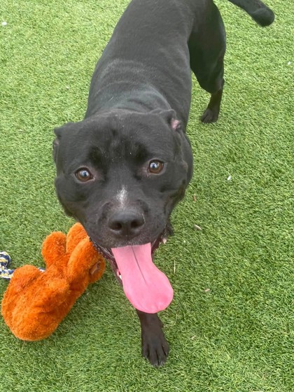 BEOWOOF - American Pit Bull Terrier / Mix available for adoption