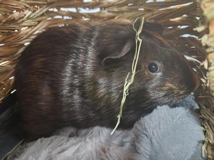 TERYAKI - Guinea Pig available for adoption