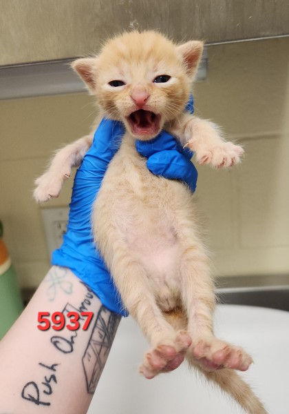 BRONSON - Domestic Shorthair / Mix available for adoption