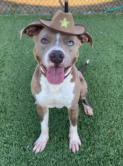 COWBOY - Pit Bull Terrier / Mix available for adoption