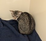 NANCY DREW - Domestic Shorthair / Mix available for adoption