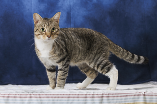 NOTORIOUS C.A.T. - Domestic Shorthair / Mix available for adoption
