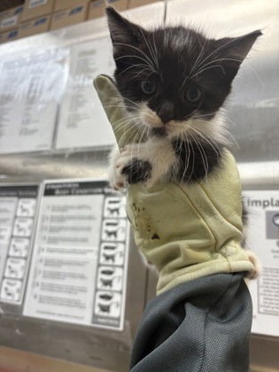 DOCTOR HISS - Domestic Shorthair / Mix available for adoption