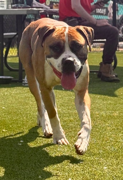 SARGE - Boxer / Mix available for adoption