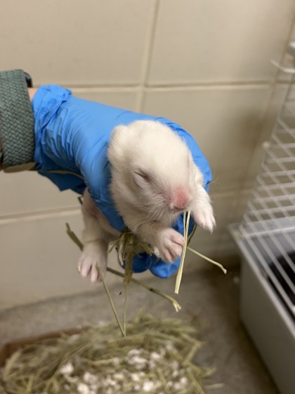 61850324 - Rabbit / Rabbit available for adoption