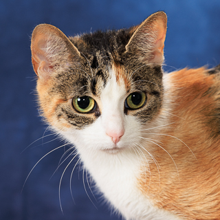 KITTY KATOURE - Domestic Shorthair / Mix available for adoption