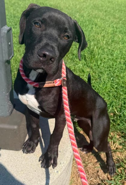 QUINBY - Hound / Mix available for adoption