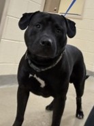 BRACE - American Pit Bull Terrier / Mix available for adoption