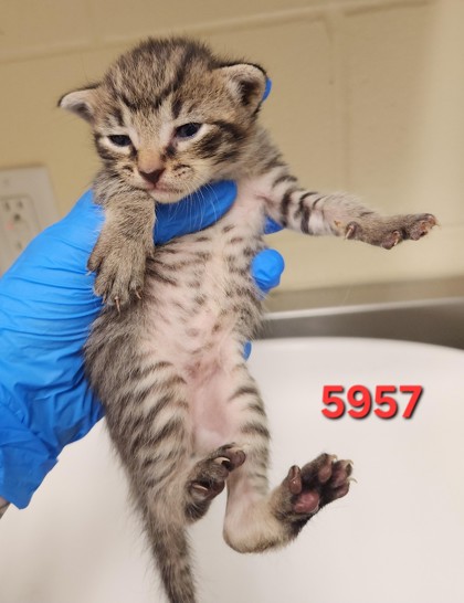 CLAUDETTE - Domestic Shorthair / Mix available for adoption
