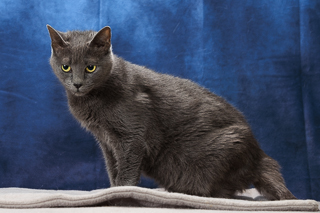 LUMINOSITY - Domestic Shorthair / Mix available for adoption