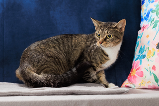 JENNIFUR - Domestic Shorthair / Mix available for adoption
