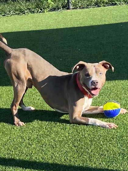 COWBOY - Pit Bull Terrier / Mix available for adoption