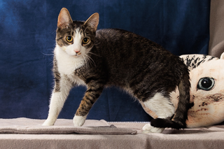 WHISKEY - Domestic Shorthair / Mix available for adoption
