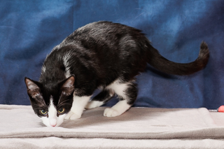 OSMO - Domestic Shorthair / Mix available for adoption