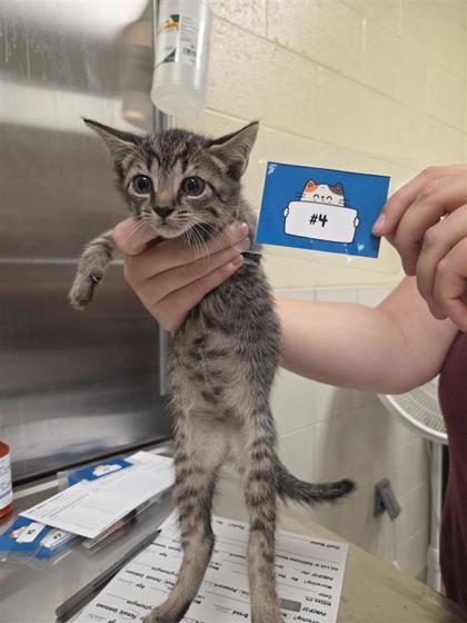 LARK - Domestic Shorthair / Mix available for adoption