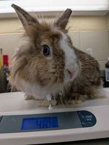 BABS - Lionhead / Lionhead available for adoption