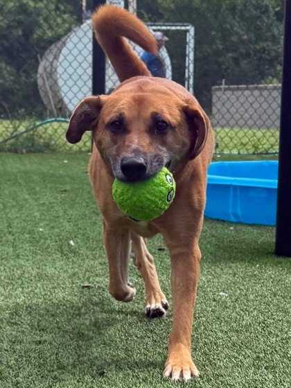 BRIZO - German Shepherd / Mix available for adoption