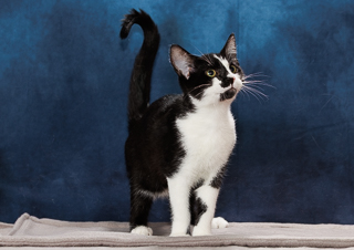DRIX - Domestic Shorthair / Mix available for adoption