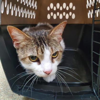 MAN-O-WAR - Domestic Shorthair / Mix available for adoption