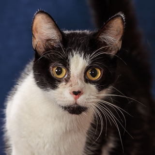 LEGACY - Domestic Shorthair / Mix available for adoption