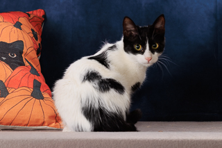 TESSA - Domestic Shorthair / Mix available for adoption