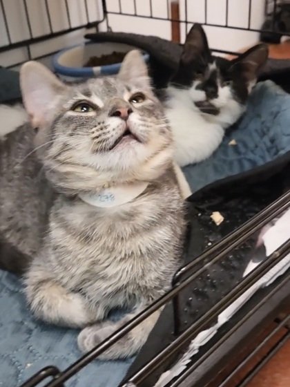OPAL - Domestic Shorthair / Mix available for adoption