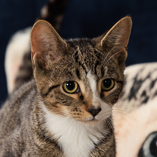 CALVIN - Domestic Shorthair / Mix available for adoption